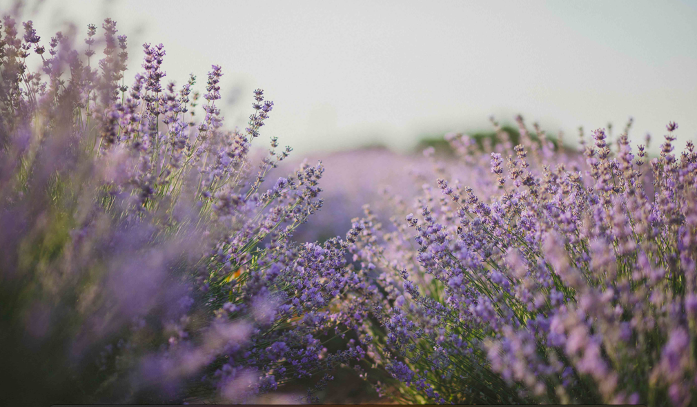 Lavender Essential Oil