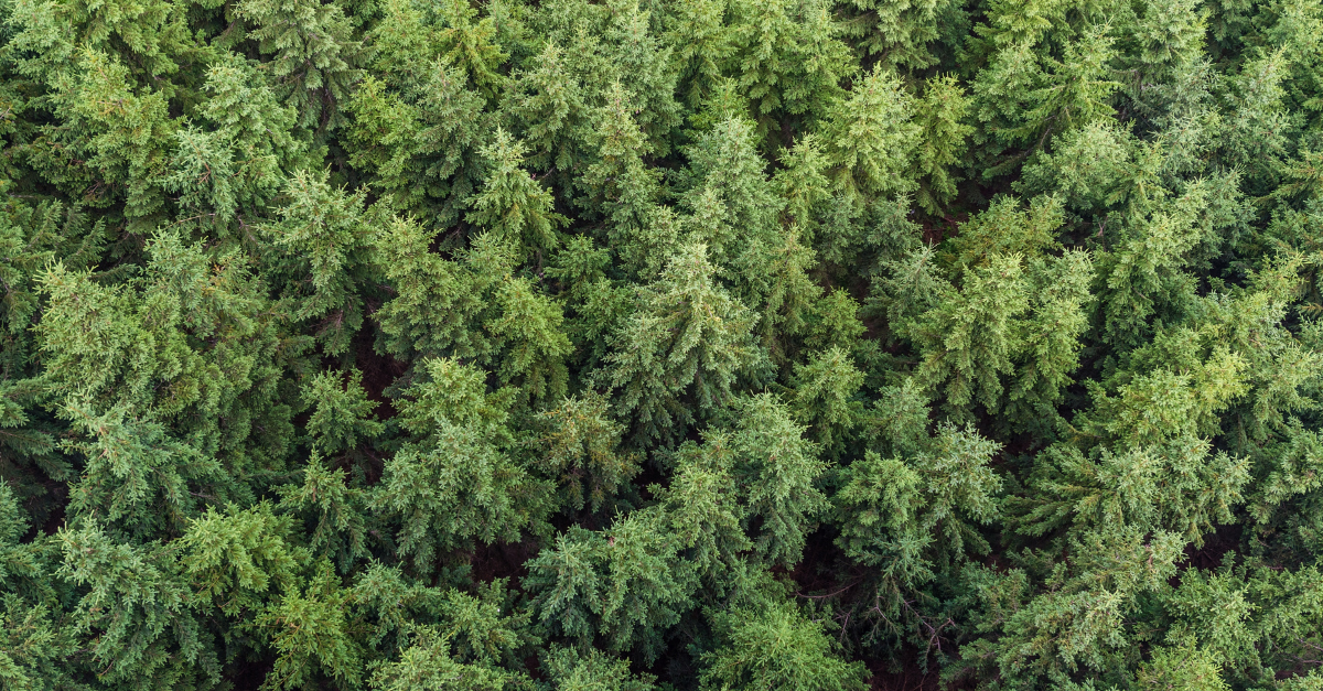 Beyond Sesquiterpenes: Understanding How Different Terpenes Support Brain Health